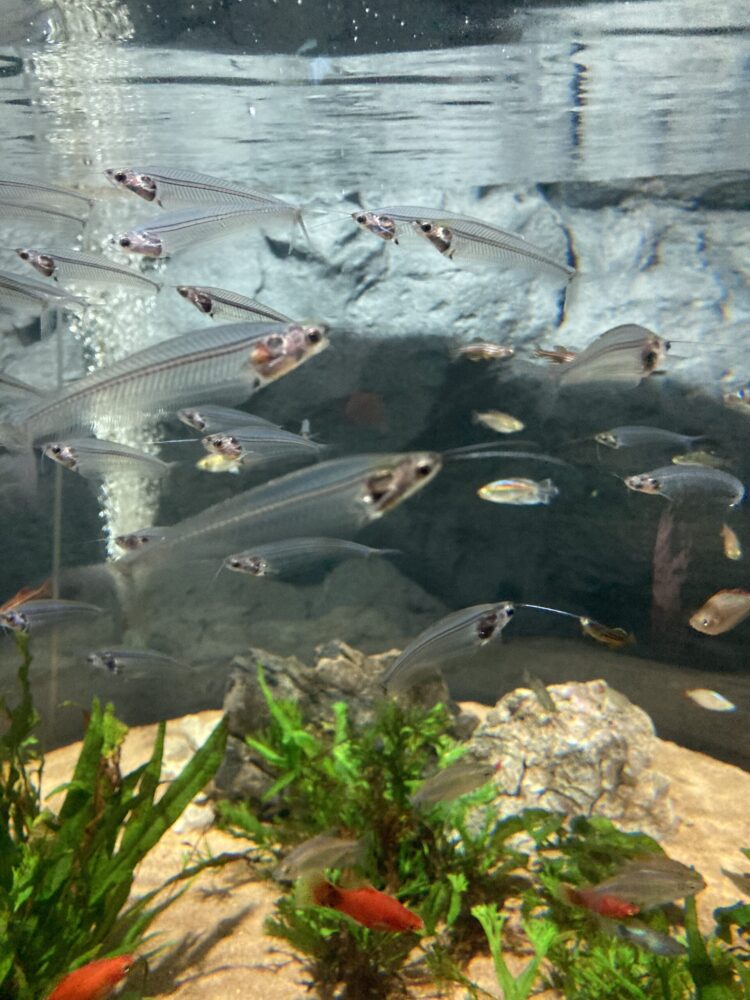 かりゆしDMM水族館内部