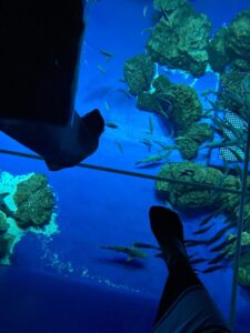 かりゆしDMM水族館内部