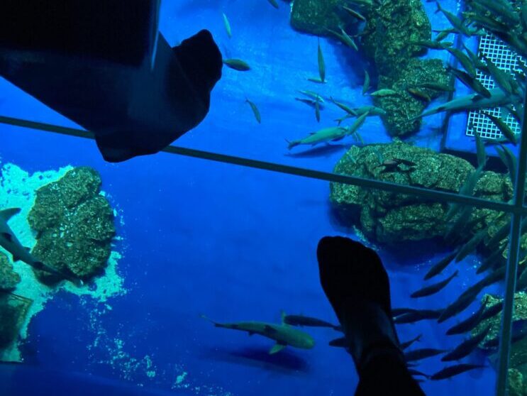 かりゆしDMM水族館内部