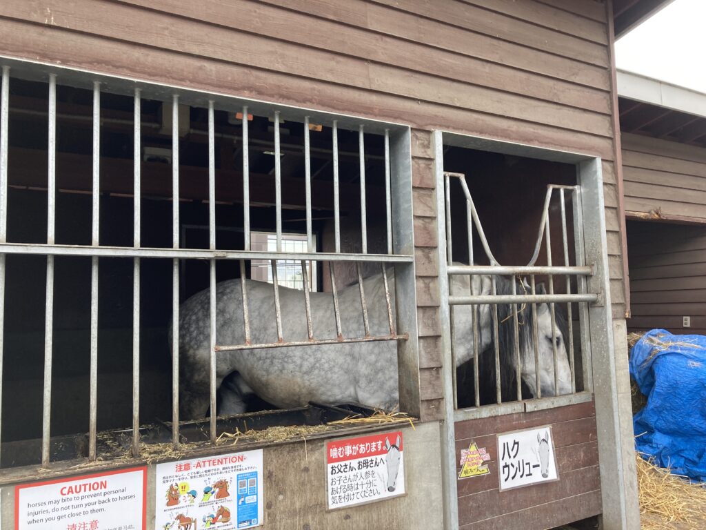 ばんえい競馬の馬