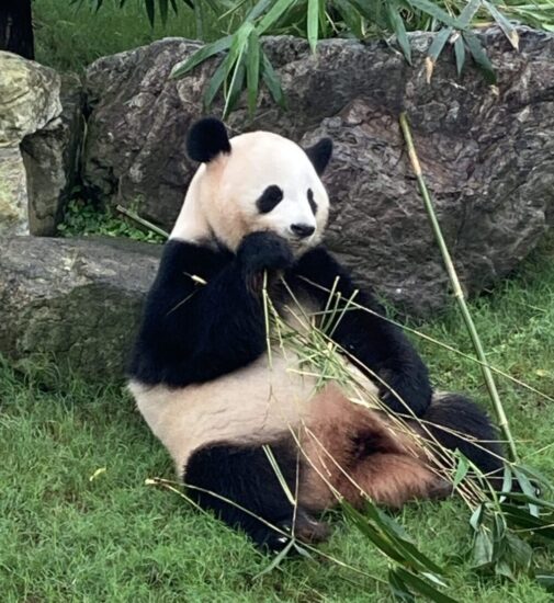 アドベンチャーワールドのパンダが餌を食べている写真