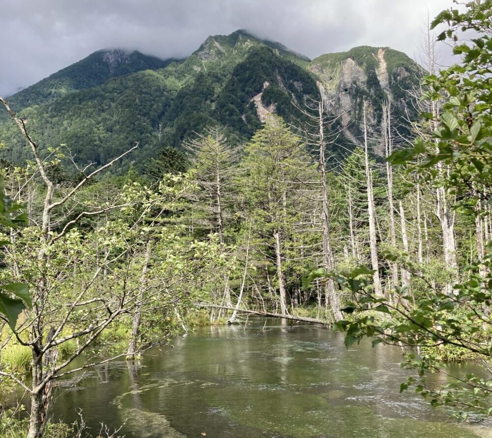 上高地の岳沢湿原（だけさわしつげん）