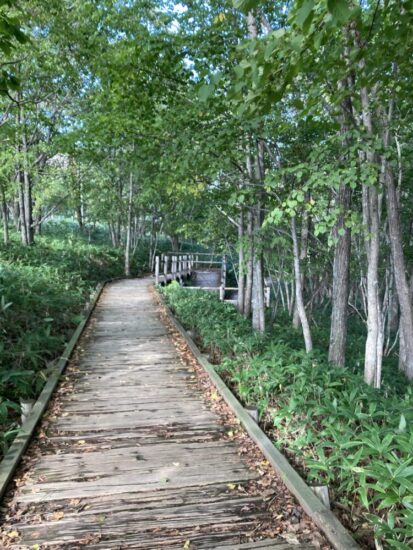 釧路湿原展望台遊歩道の道の写真
