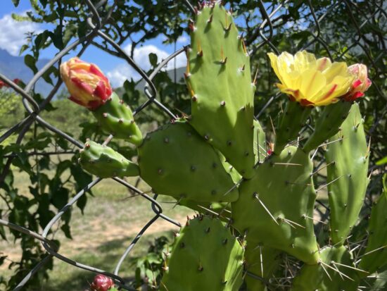 ブータン・プナカのチミラカンへ行く途中のサボテンの花