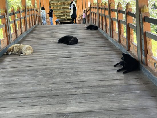 プナカゾンでお昼寝する犬