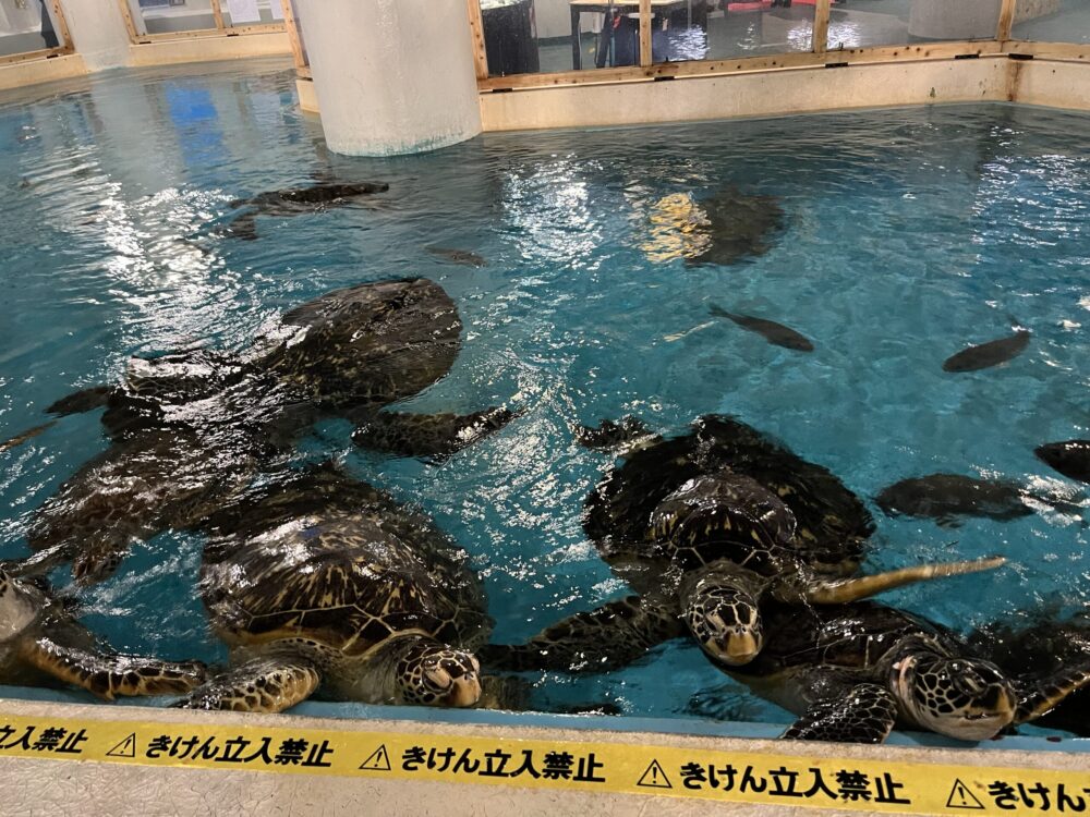 高知　桂浜水族館のウミガメたち