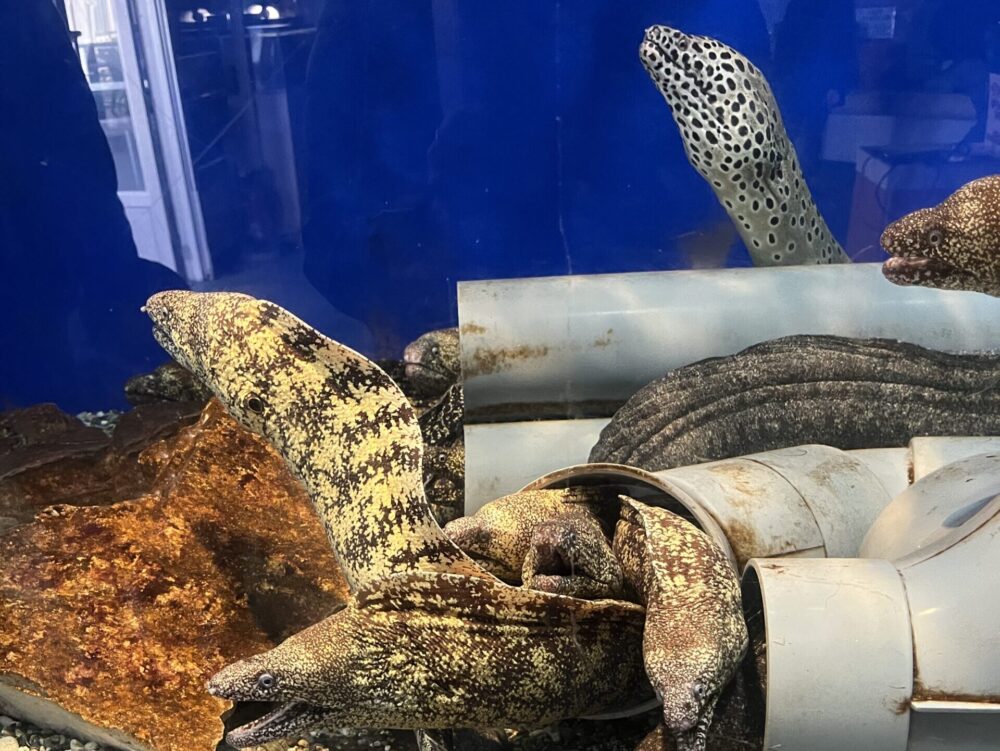 高知　桂浜水族館のウツボ