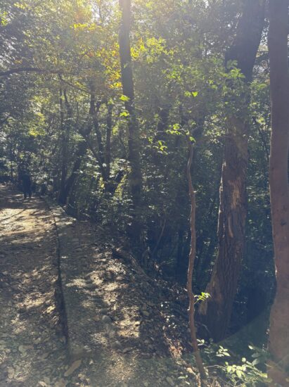 七曲ハイキングコースの山道