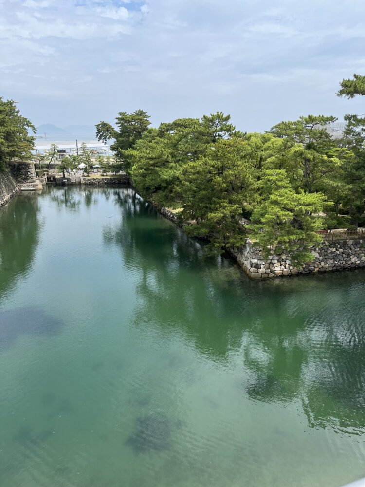 高松城跡（玉藻公園）のお堀を泳ぐ鯛。日本三大海城の一つで海水が流れ込む珍しいお城