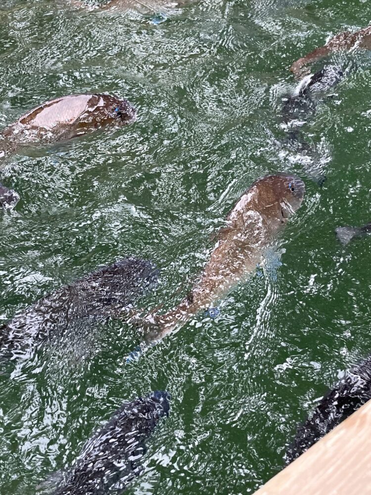 高松城跡（玉藻公園）のお堀を泳ぐ鯛。日本三大海城の一つで海水が流れ込む珍しいお城