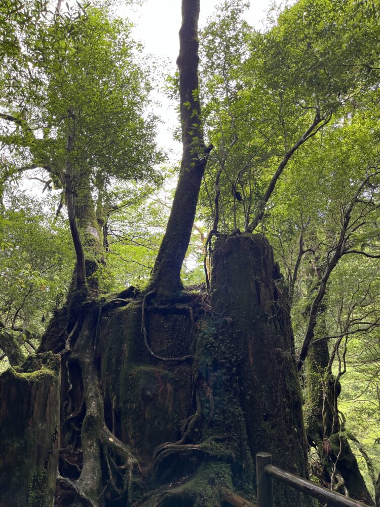 屋久杉ランドの森の中の様子