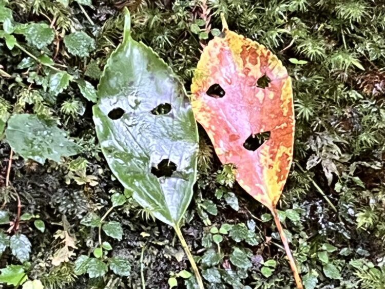 屋久杉ランドの森の中の様子