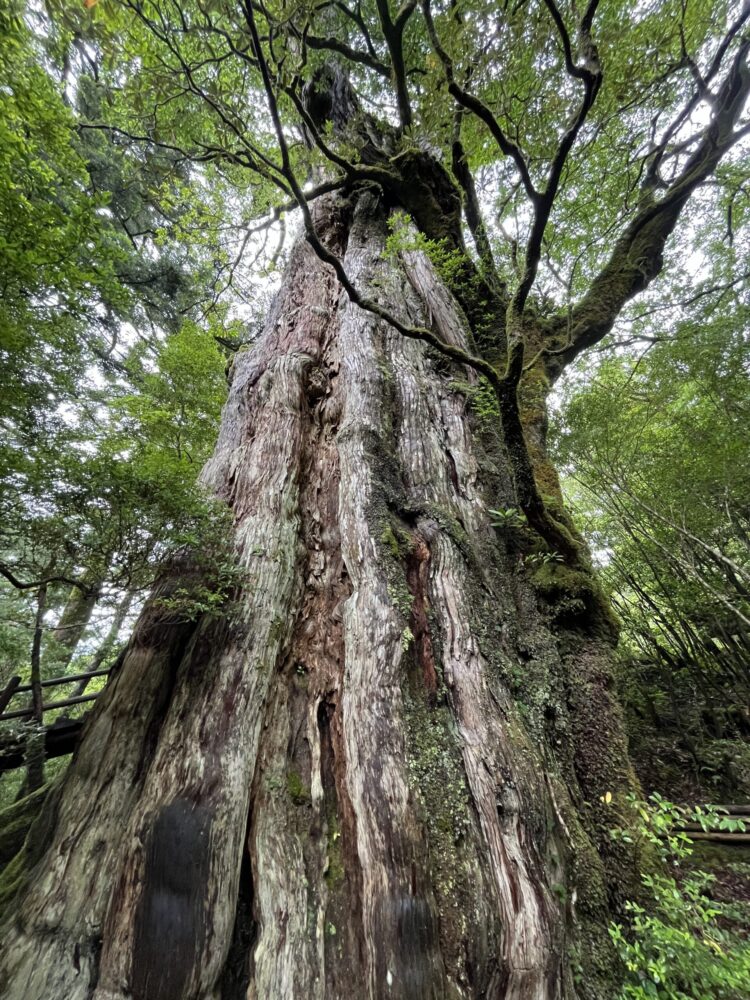 屋久杉ランドに立つ樹齢千年の屋久杉