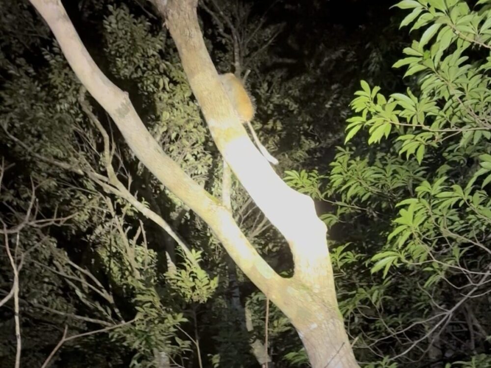 奄美の森の木に登り、木の実を探している日本最大級のネズミ、ケナガネズミ