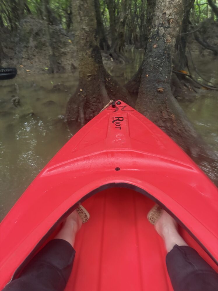 マングローブの枝がトンネルのように重なり合う狭い水路を、カヌーでゆっくりと進む神秘的な光景