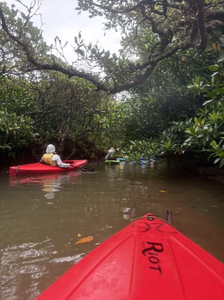 マングローブの枝がトンネルのように重なり合う狭い水路を、カヌーでゆっくりと進む神秘的な光景