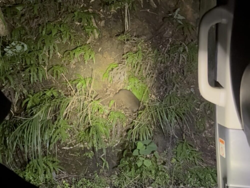 ナイトツアーの車内から、静かにアマミノクロウサギの様子を観察している風景