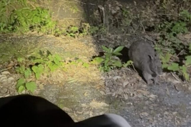 ナイトツアーの車内から、静かにアマミノクロウサギの様子を観察している風景