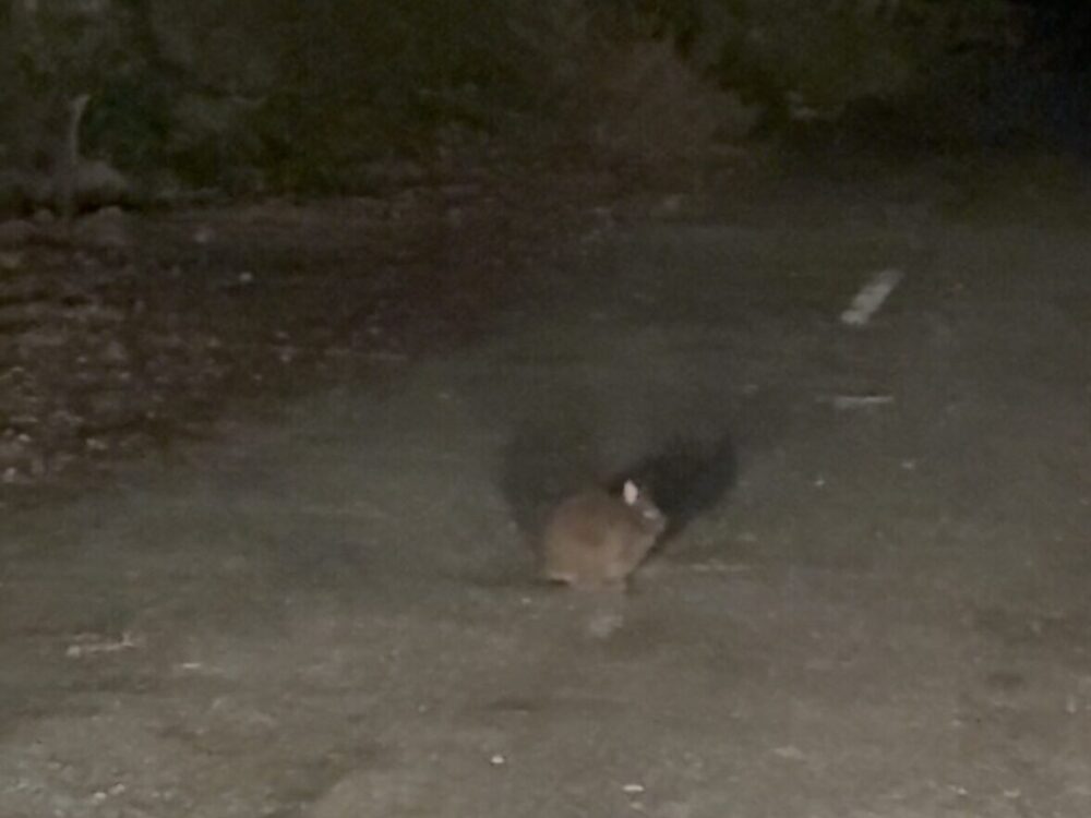 道路の真ん中に立ち、短い耳をピンと立ててこちらを見つめるアマミノクロウサギ