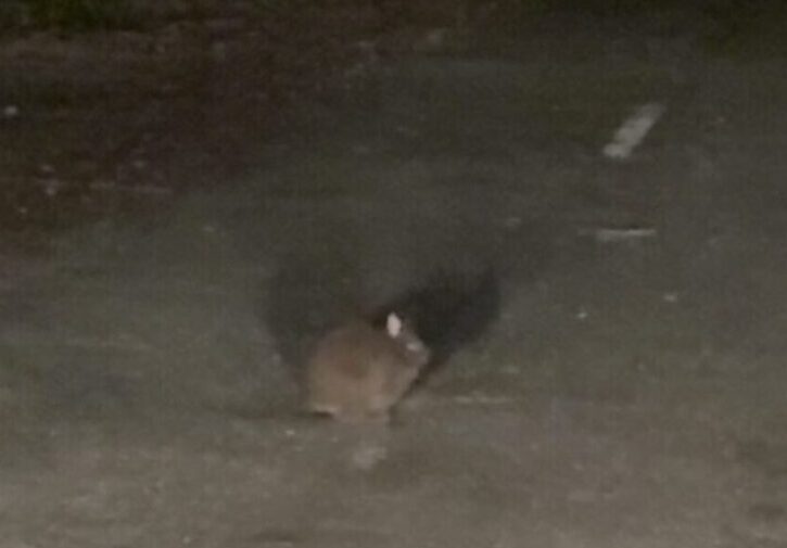 道路の真ん中に立ち、短い耳をピンと立ててこちらを見つめるアマミノクロウサギ