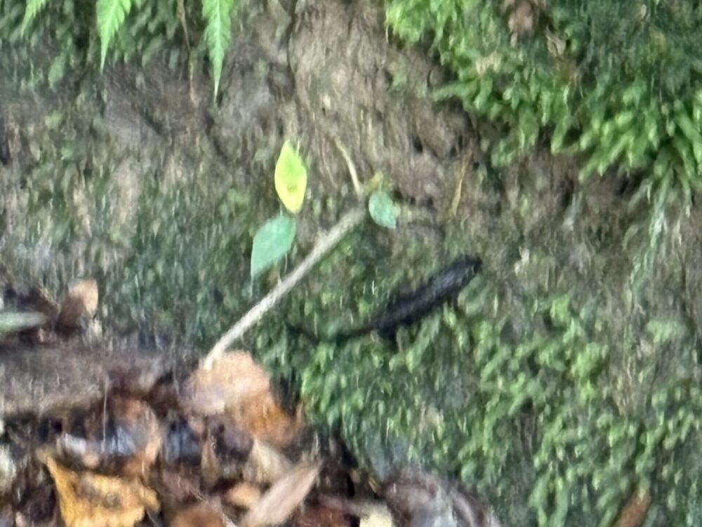 苔の生えた湿った地面を歩く、奄美固有のシリケンイモリの姿