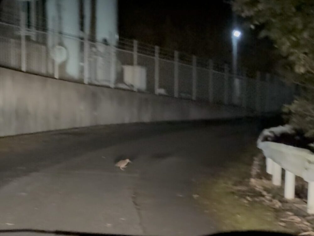 奄美大島の夜の道路を、ちょこちょこと歩いて横切る天然記念物のアマミヤマシギ