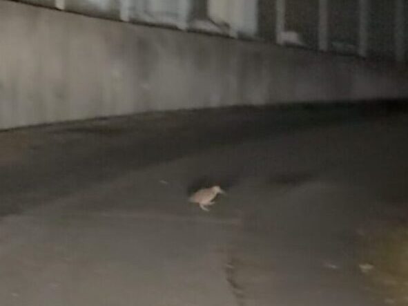 奄美大島の夜の道路を、ちょこちょこと歩いて横切る天然記念物のアマミヤマシギ