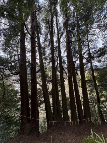 東本宮の奥にそびえる、根元がつながった神秘的な「七本杉」。強力なエネルギーを感じる巨木