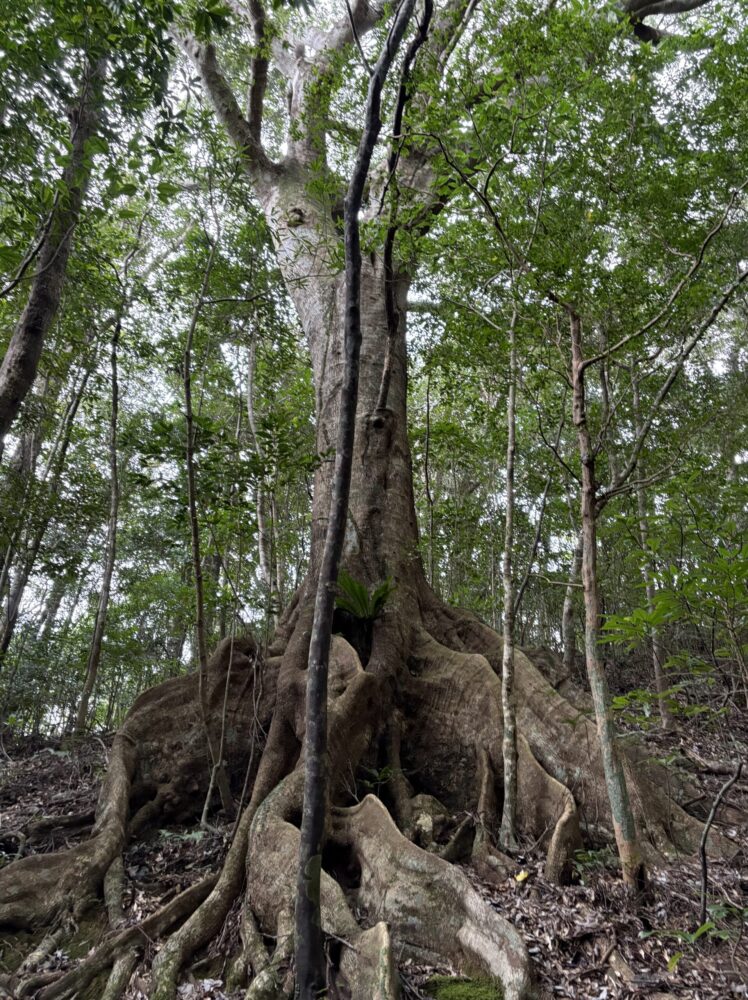 金作原原生林にそびえ立つ、板のように平らな根「板根(ばんこん)」を持つ巨木の足元