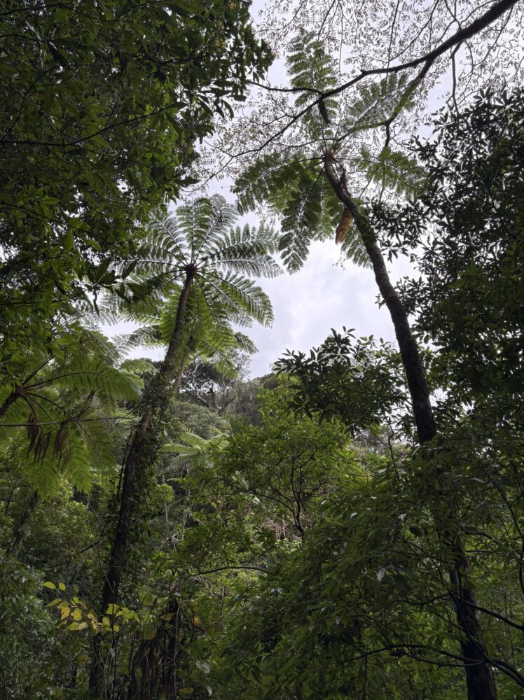 奄美大島の金作原原生林に自生する、巨大なシダ植物のヒカゲヘゴ。幹にある独特の小判型の模様と、空を覆う大きな葉。