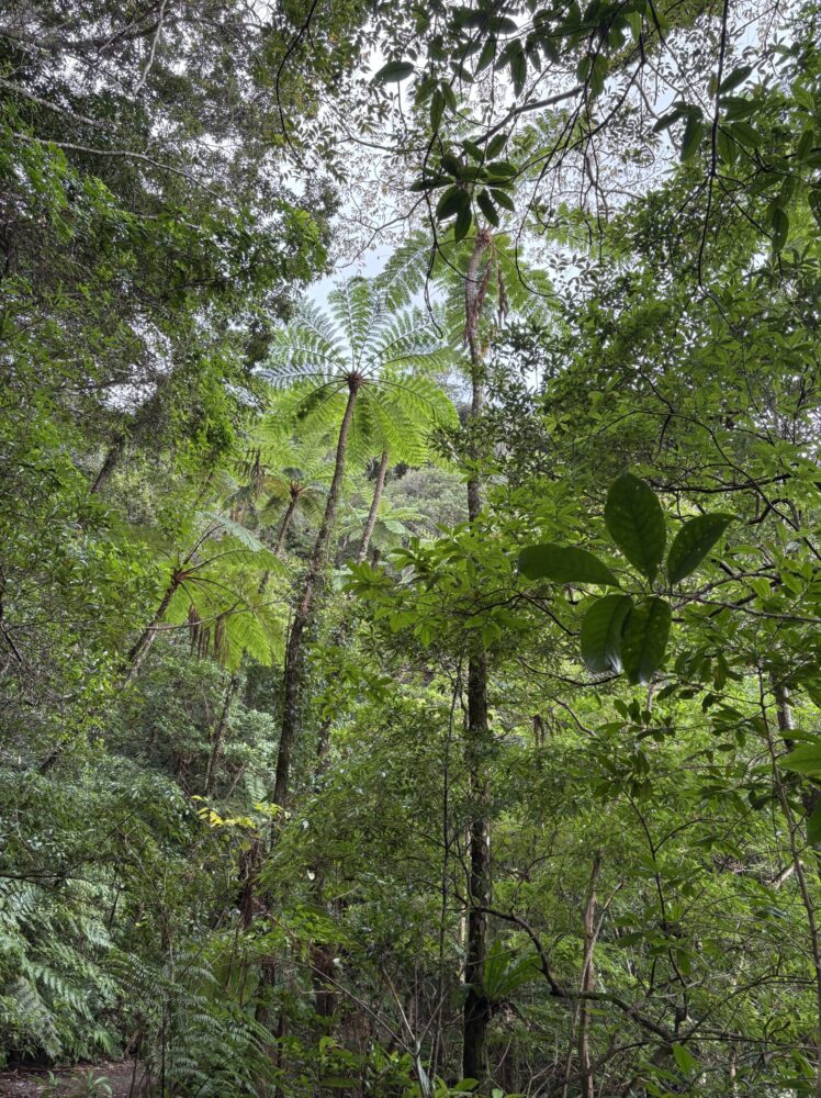 奄美大島の金作原原生林に自生する、巨大なシダ植物のヒカゲヘゴ。幹にある独特の小判型の模様と、空を覆う大きな葉。