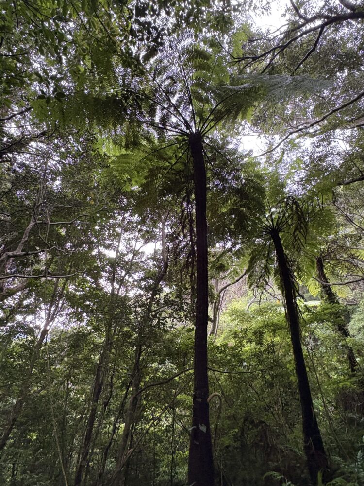 奄美大島の金作原原生林に自生する、巨大なシダ植物のヒカゲヘゴ。幹にある独特の小判型の模様と、空を覆う大きな葉。