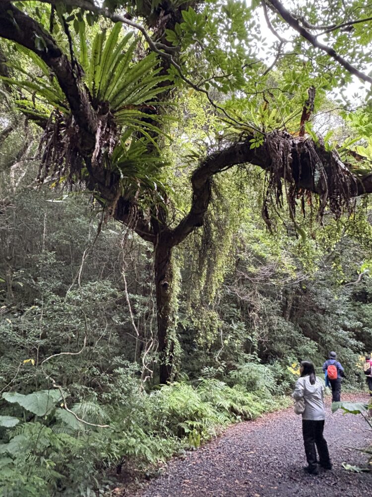 高い木の上に着生して広がる、巨大なシダ植物のオオタニワタリと森の天蓋