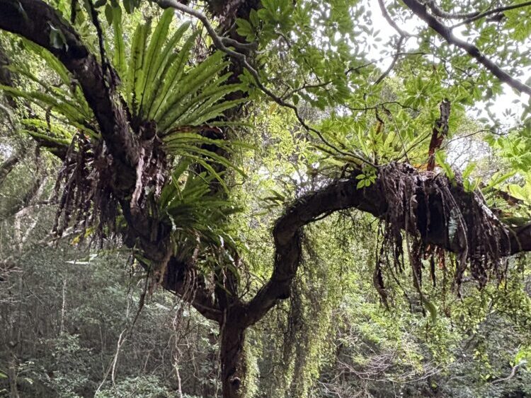 高い木の上に着生して広がる、巨大なシダ植物のオオタニワタリと森の天蓋