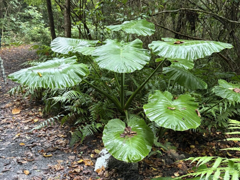 アニメ「となりのトトロ」の傘のモデルと言われる、大きなハート型の葉が特徴的なクワズイモ。奄美の森に自生する緑鮮やかな様子