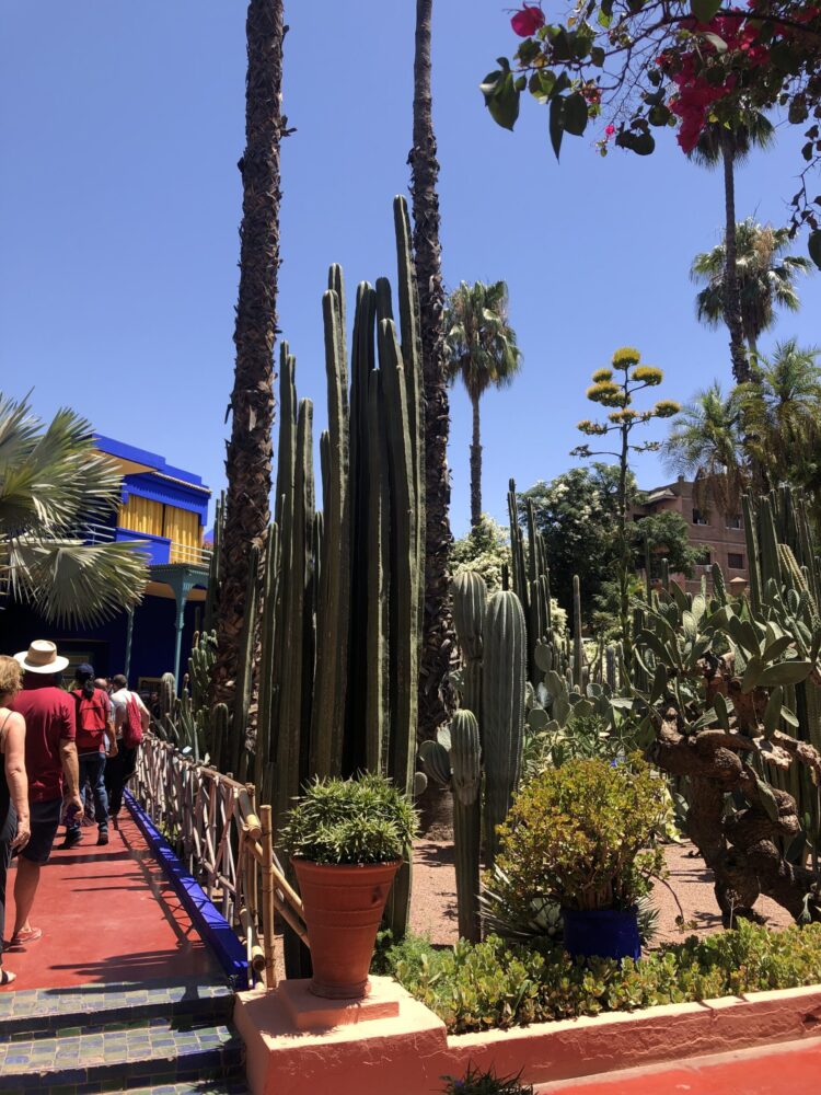 マジョレル庭園にある、鮮やかなマジョレル・ブルーの建物と巨大なサボテンの美しいコントラスト