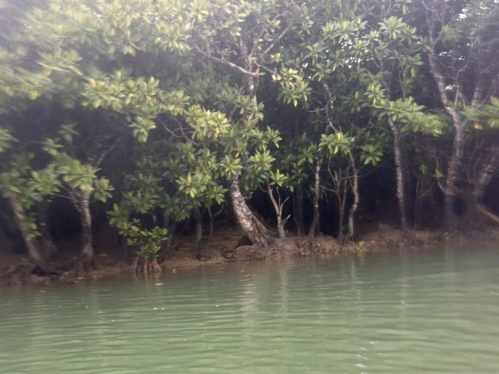 奄美大島・住用エリアに広がる、日本第2位の規模を誇る雄大なマングローブ原生林