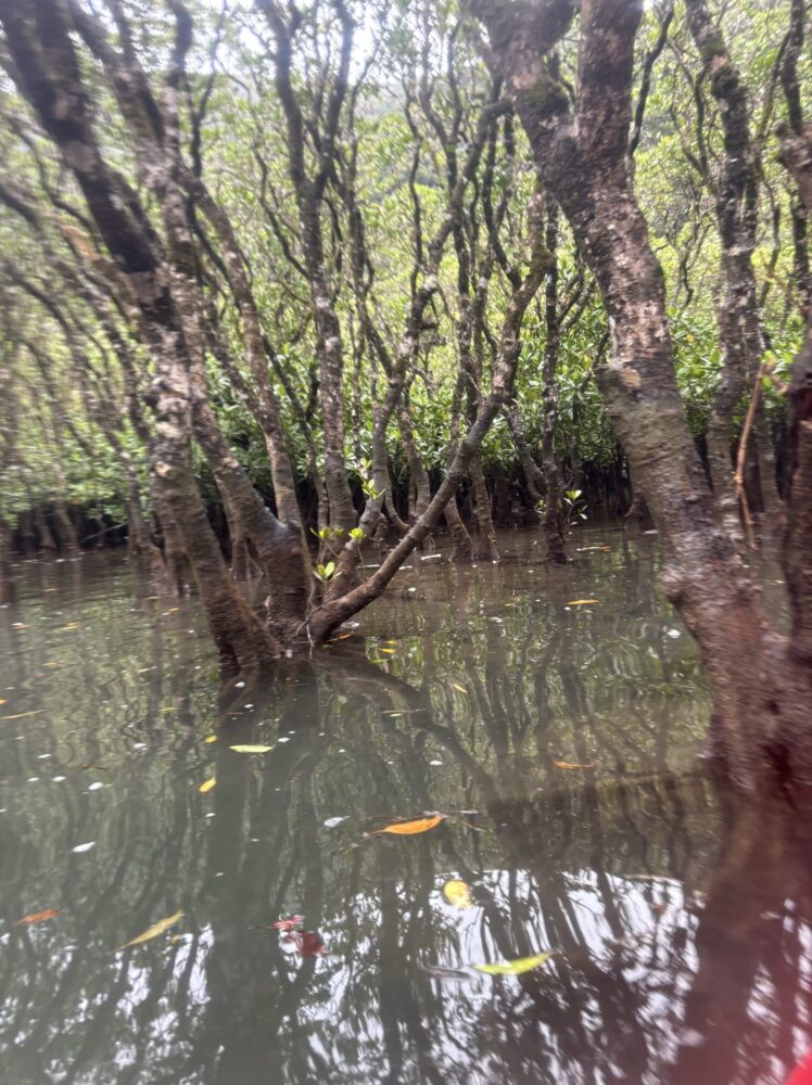 奄美大島・住用エリアに広がる、日本第2位の規模を誇る雄大なマングローブ原生林