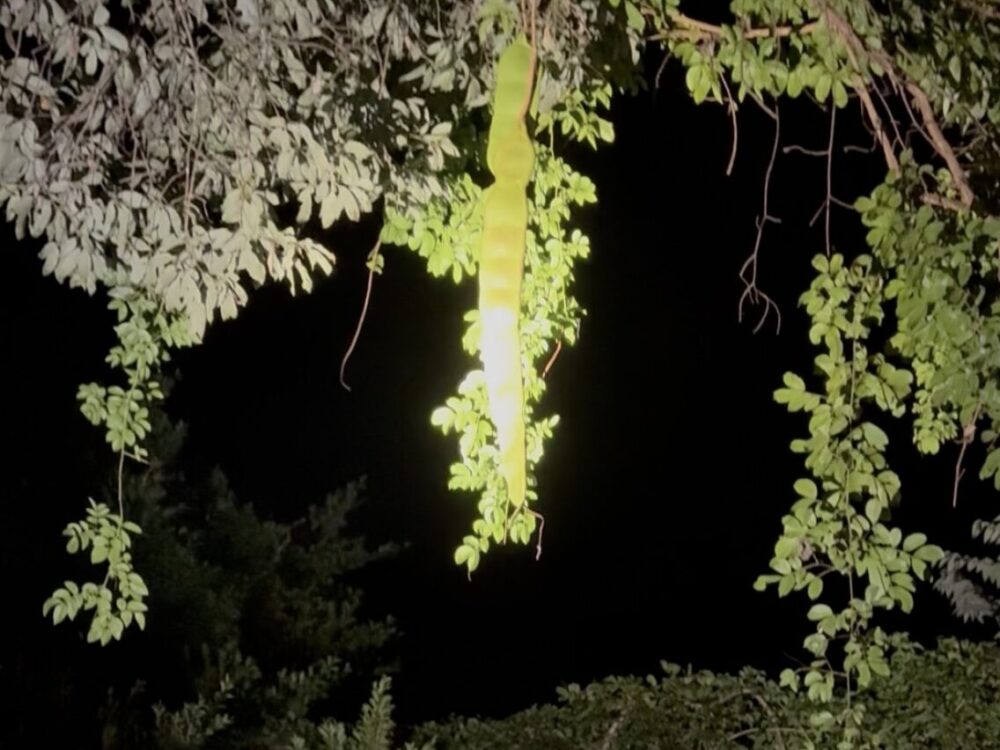 ライトに照らされた、ジャックと豆の木のモデルと言われる1メートル以上の巨大なモダマ