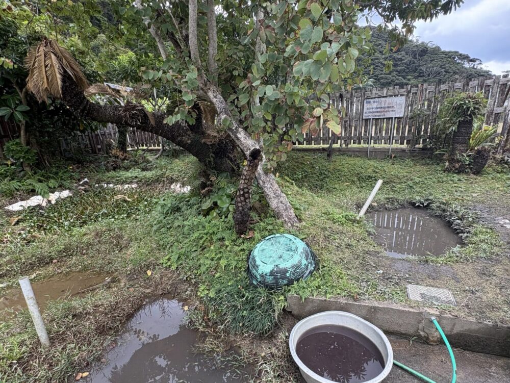 大島紬の独特な黒褐色を生み出すために欠かせない、奄美の自然豊かな泥田（どろた）