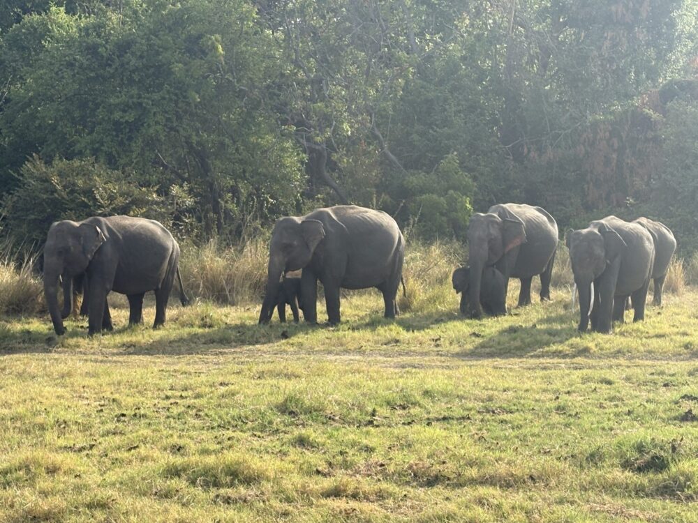ミンネリヤ国立公園で見られた野生の象の群れ