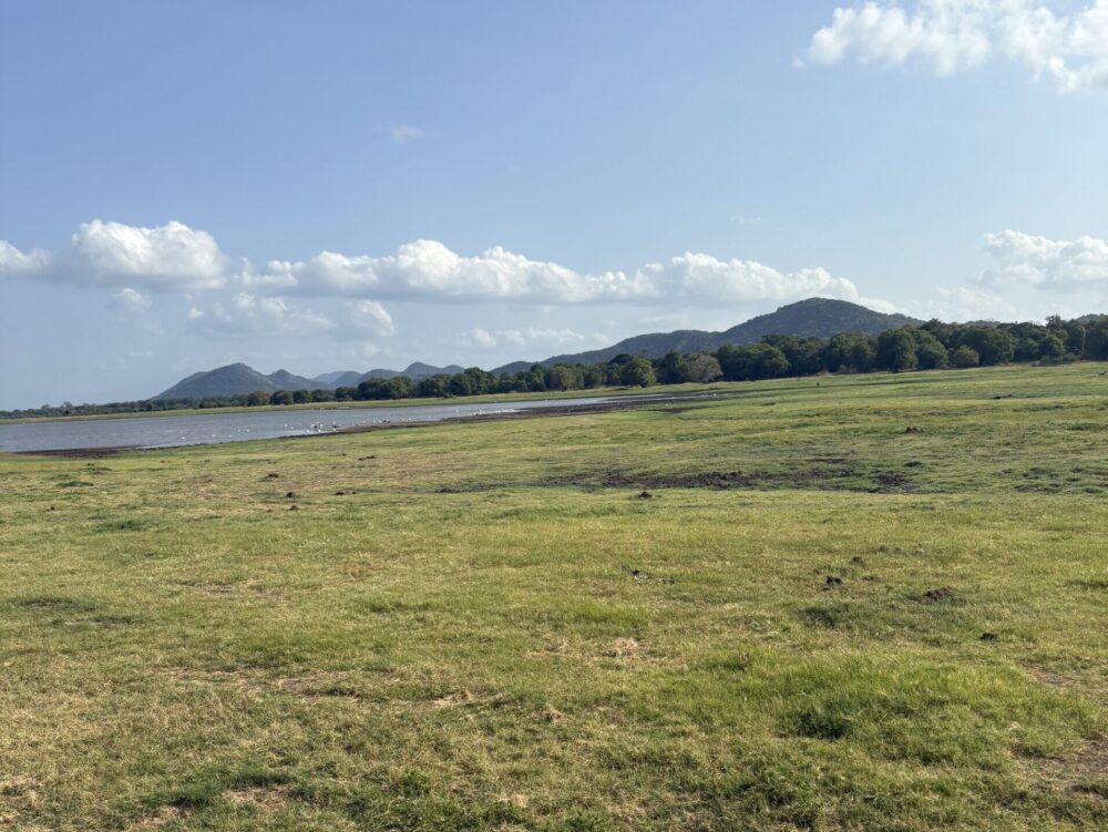 ミンネリヤ国立公園の広大な草原とサファリコース