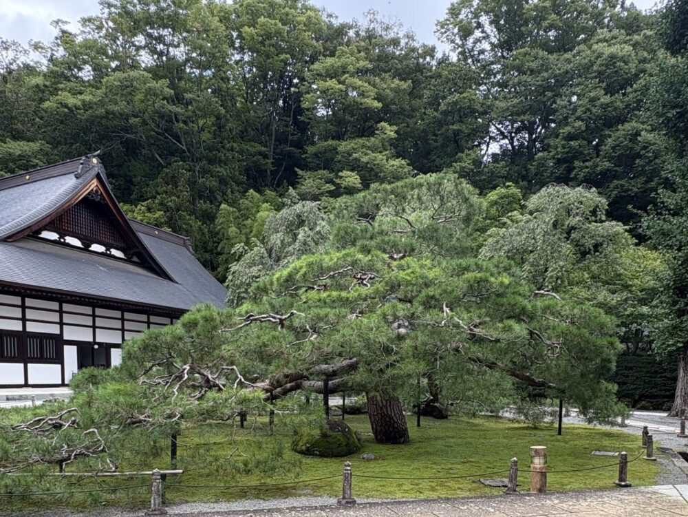 雲寺の境内にある天桂松