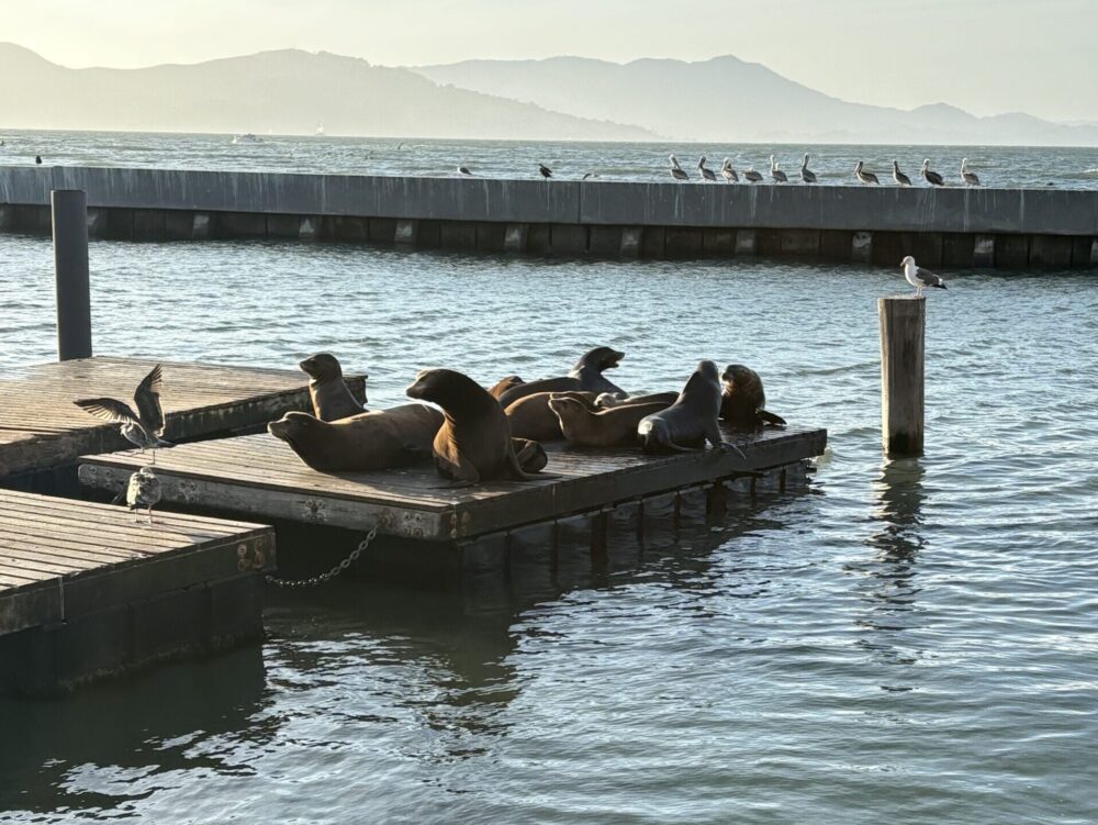 PIER39で見たシーライオン