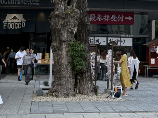 VIVANTで祠があった場所の木